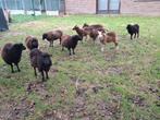 Ouessant dwerg schaapjes schapen ooien, Vrouwelijk, Schaap, 0 tot 2 jaar