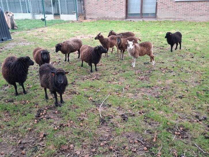 Ouessant dwerg schaapjes schapen ooien, Dieren en Toebehoren, Schapen, Geiten en Varkens, Schaap, Vrouwelijk, 0 tot 2 jaar