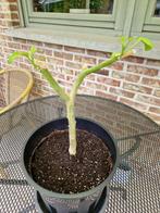 Brugmansia stek "GRATIS", Tuin en Terras, Planten | Tuinplanten, Ophalen