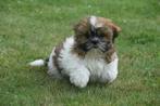 Shih-tzu pups, Dieren en Toebehoren, 15 weken tot 1 jaar, Overige rassen, Buitenland, CDV (hondenziekte)