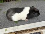Cuy cavia beer, Cavia