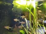 11 citroen tetras, Dieren en Toebehoren, Vissen | Aquariumvissen