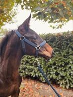 Merrie veulen / Judge De Castel x Jenson van ‘t Meulenhof, Dieren en Toebehoren, Paarden, Merrie, Springpaard, Gechipt, 0 tot 2 jaar