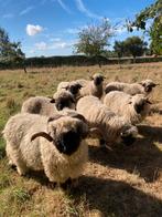 GEZOCHT: correct getekend ramlam 6md-1j oud, Dieren en Toebehoren, Mannelijk, Schaap, 0 tot 2 jaar