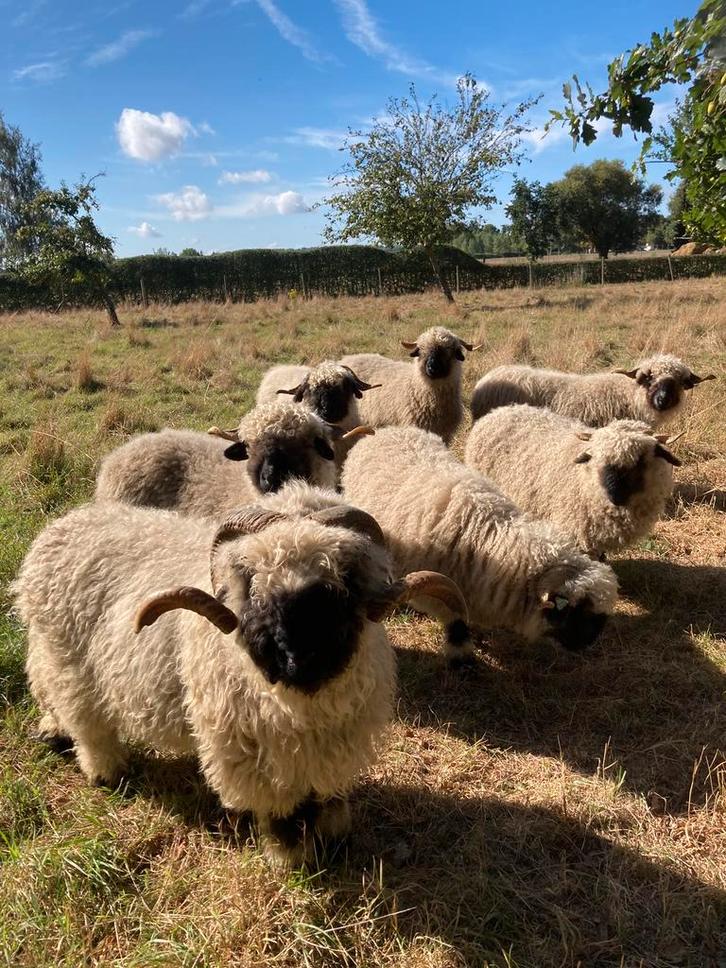 GEZOCHT: correct getekend ramlam 6md-1j oud, Dieren en Toebehoren, Schapen, Geiten en Varkens, Schaap, Mannelijk, 0 tot 2 jaar