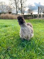 2 zijdehoen hennen van augustus 2025, Dieren en Toebehoren, Pluimvee, Vrouwelijk, Kip