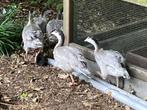 streepkopganzen, Dieren en Toebehoren, Pluimvee, Meerdere dieren, Gans of Zwaan