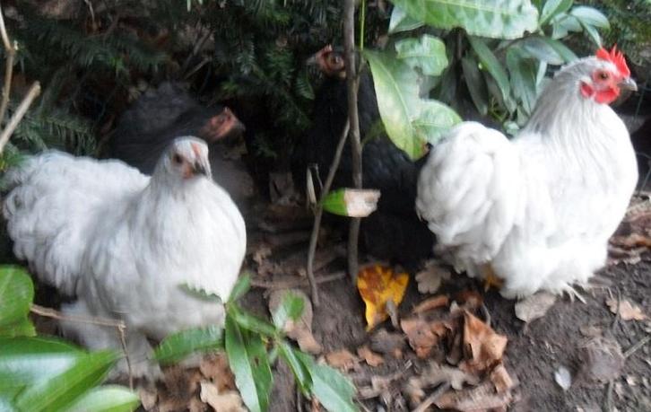 Cochin   Kriel  kippen, Animaux & Accessoires, Volatiles