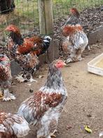 Jonge brahma porselein hanen, Dieren en Toebehoren, Pluimvee, Mannelijk