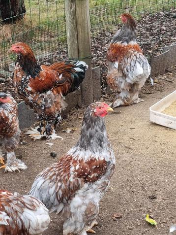 Jonge brahma porselein hanen beschikbaar voor biedingen