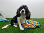 Cavalier King Charles Spaniel pups, Dieren en Toebehoren, Honden | Retrievers, Spaniëls en Waterhonden, België, 8 tot 15 weken