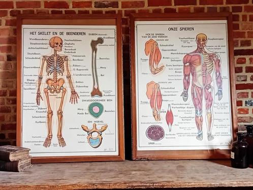 Anatomische schoolkaart, Antiek en Kunst, Antiek | Schoolplaten, Ophalen