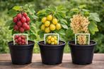3 fruitplanten in pot – rode, gele kruisbes & witte aalbes, Ophalen, In pot