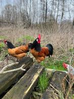 Vorwerk haan, Dieren en Toebehoren, Pluimvee