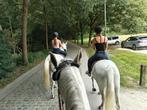 Lipizzaners paarden te koop, Dieren en Toebehoren