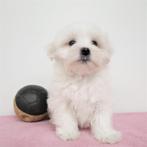 Bichon Maltais chiots à vendre (Belges), Parvovirose, Plusieurs, Belgique, 8 à 15 semaines