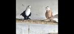 Duiven, Animaux & Accessoires, Oiseaux | Pigeons