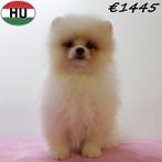 Dwergkeesjes (pups) mini fluffy hartendiefjes, Dieren en Toebehoren, 15 weken tot 1 jaar, Buitenland, CDV (hondenziekte), Meerdere