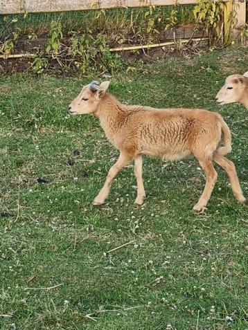 Jonge ram, schaap, lam, lammetje beschikbaar voor biedingen