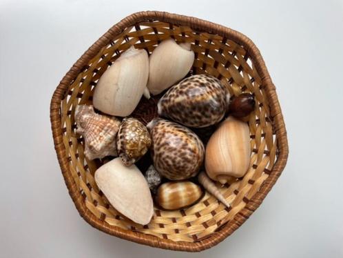 Mandje schelpen met tijgerkauri en cypraea talpa, Verzamelen, Mineralen en Fossielen, Schelp(en), Ophalen