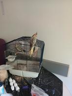 Een handtamme valkparkiet en Pyrrhura, Dieren en Toebehoren