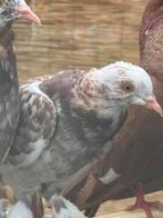 Sierduifjes, Dieren en Toebehoren, Pluimvee, Vrouwelijk, Overige soorten