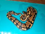 Ballpython#pythonregius, Dieren en Toebehoren, Reptielen en Amfibieën