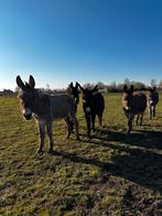 Ezel merries, Dieren en Toebehoren