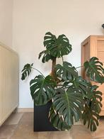 Monstera Deliciosa met giga blad incl grote zware pot bak, Huis en Inrichting, Kamerplanten, Ophalen