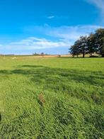 Weide 6500m² te aarsele/kanegem