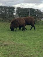 Schaap /lam, Dieren en Toebehoren, Schapen, Geiten en Varkens, Schaap