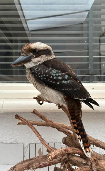 Kookaburra vrouwtje beschikbaar voor biedingen