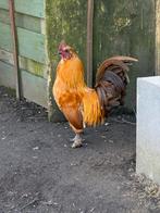 Heel mooie kriel haantjes, Dieren en Toebehoren, Pluimvee