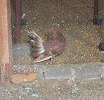 Jonge pauwstaart duif, Dieren en Toebehoren, Vogels | Duiven, Geslacht onbekend