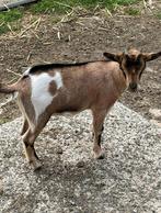 Jonge geitjes (vrouwtjes), Dieren en Toebehoren, Schapen, Geiten en Varkens, Vrouwelijk, Geit, 0 tot 2 jaar