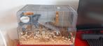 Hamsterkooi met hamster., Ophalen, Zo goed als nieuw, Hamster