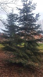 Nordmann kerstboom groot (4 à 7 meter) Tielrode, Ophalen