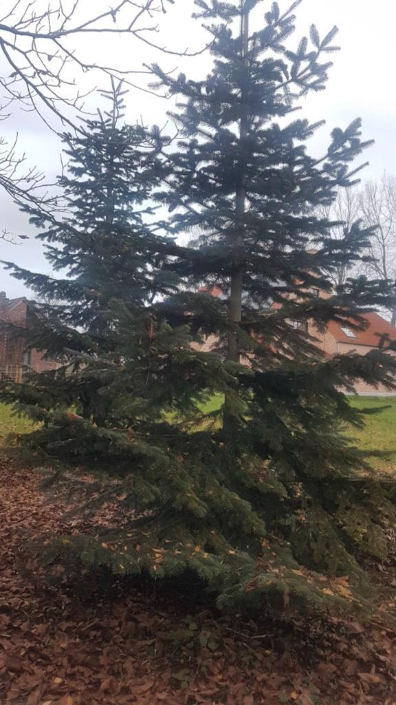 Nordmann kerstboom groot (4 à 7 meter) Tielrode, Diversen, Kerst, Ophalen