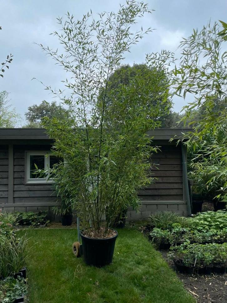 Phylostachys Bisetti 350 cm, bamboe, kuip 120 liter, Tuin en Terras, Planten | Tuinplanten, Vaste plant, Siergrassen, Zomer, Ophalen