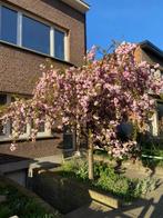 Roze Kerselaar, Tuin en Terras, Planten | Bomen, Overige soorten, Lente, 100 tot 250 cm, Ophalen