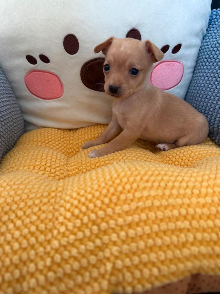 Chiot ratier de Prague, Animaux & Accessoires, Chiens | Chihuahuas & Chiens de compagnie, Chienne, Autres races, Éleveur | Professionnel