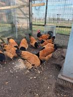 Broedeieren vorwerk, Dieren en Toebehoren, Pluimvee