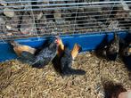 Sebright kuikens, Dieren en Toebehoren, Pluimvee, Meerdere dieren, Kip
