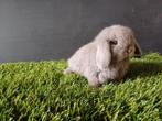Handtamme vrouwelijke minilop konijnen jong, Dwerg, Vrouwelijk, 0 tot 2 jaar, Hangoor
