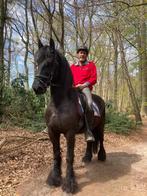 LEASE: megabrave Friese ruin, Dieren en Toebehoren, Ruin, L, 160 tot 165 cm, 11 jaar of ouder