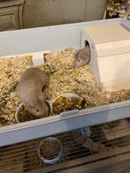 Twee cavia’s zijn twee broertjes, Dieren en Toebehoren, Cavia, Mannelijk, Tam, September