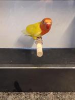 fischeri's, Dieren en Toebehoren, Geslacht onbekend, Dwergpapegaai of Agapornis, Geringd