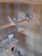 Jonge zebravinken, Dieren en Toebehoren, Vogels | Kanaries