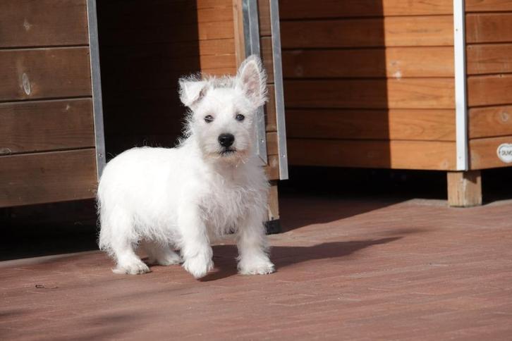 West Highland white terriër pups (westie, westy pups), Dieren en Toebehoren, Honden | Jack Russells en Terriërs, Meerdere dieren