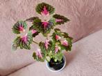 Coleus 2 tiges environ 20-25 cm - 5€ le pot, Huis en Inrichting, Kamerplanten, Ophalen of Verzenden